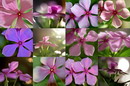 Vinca Rosea